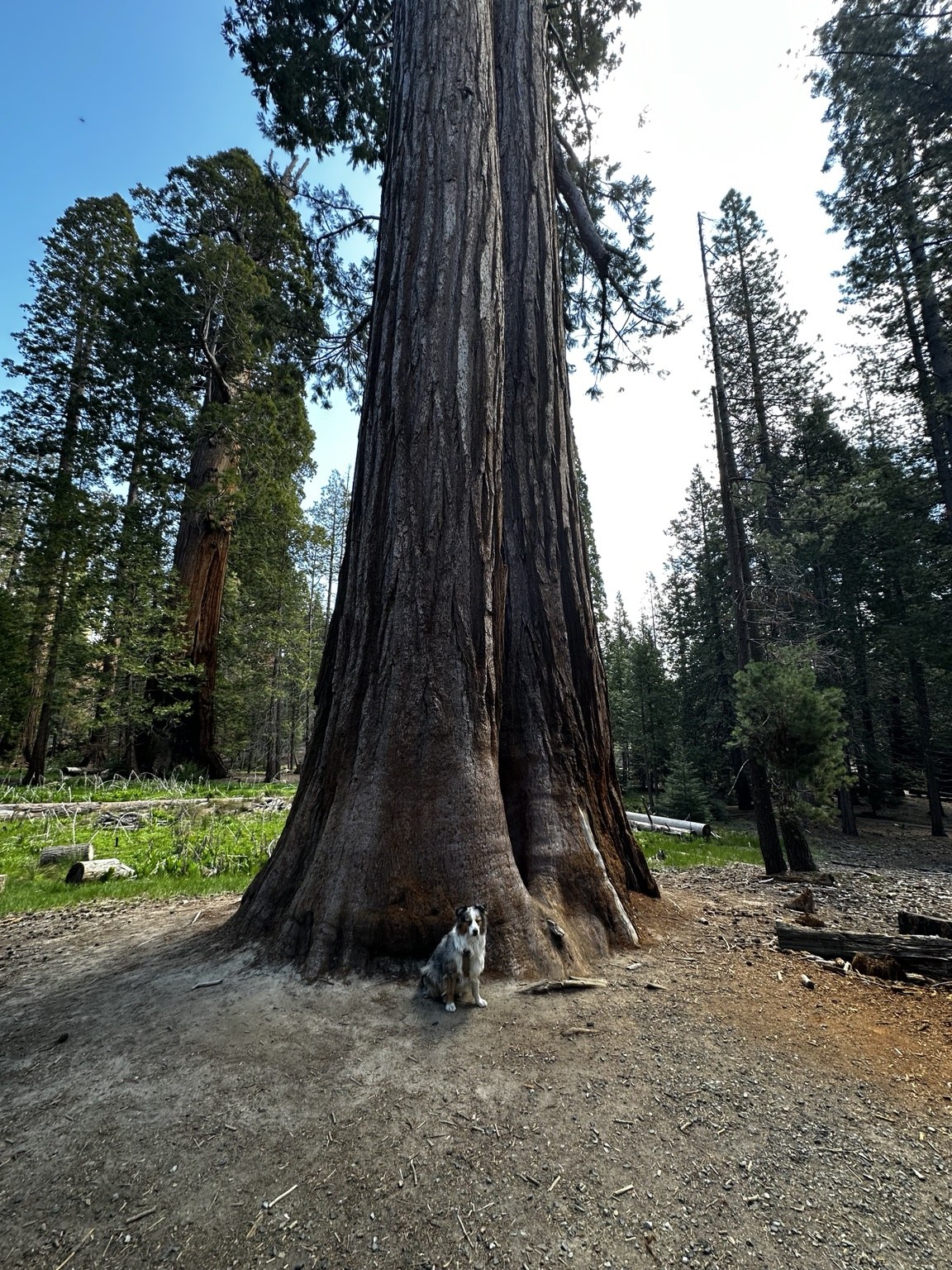 Sydney standing beneath an immense giant sequoia.