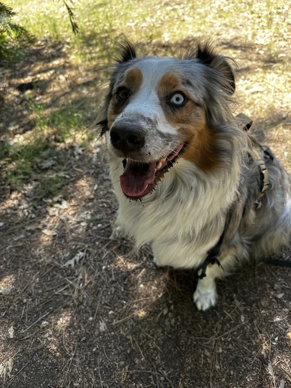 Sydney looking up at the camera outdoors.